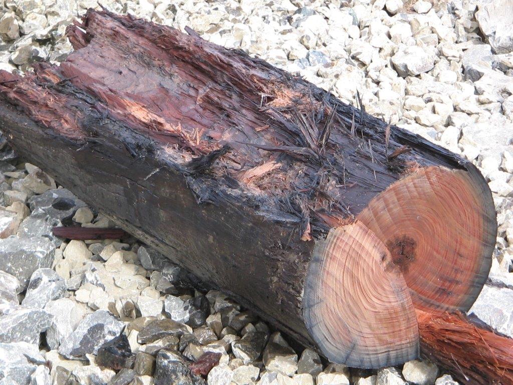 Tired of using a chainsaw? Cutting Firewood with 1.8 tonne excavator can save many hours of backbreaking work, and risks associated with chainsaw cutting.